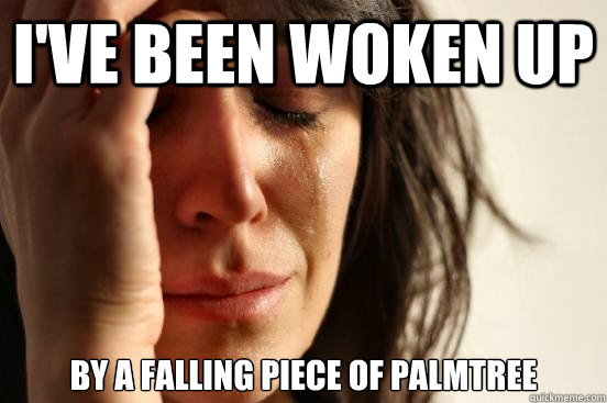 I've been woken up by a falling piece of palmtree  First World Problems