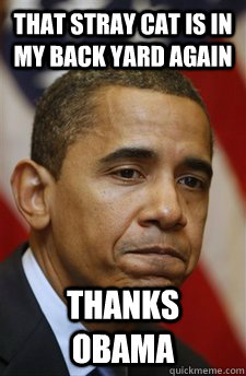 That stray cat is in my back yard again thanks obama  Everything Is Barack Obamas Fault
