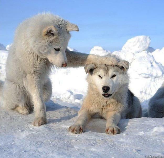 I'm here for you Erica -   Caring Husky