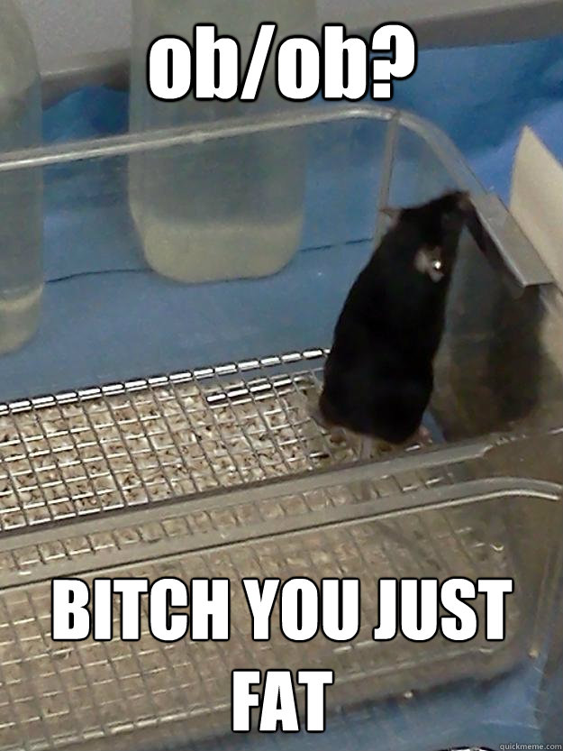 ob/ob? BITCH YOU JUST FAT  Hood Rats