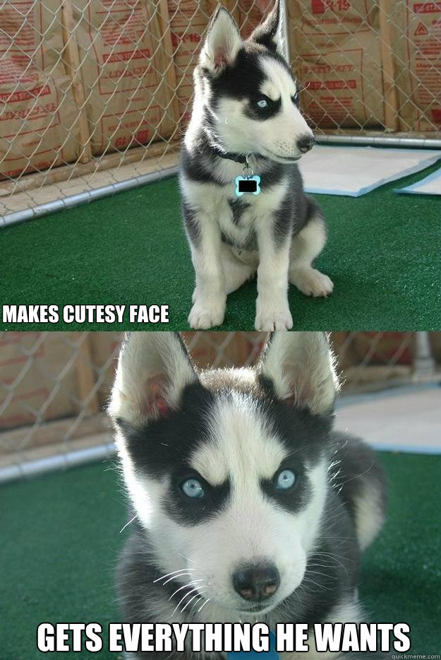 Makes cutesy face Gets everything he wants  Insanity puppy