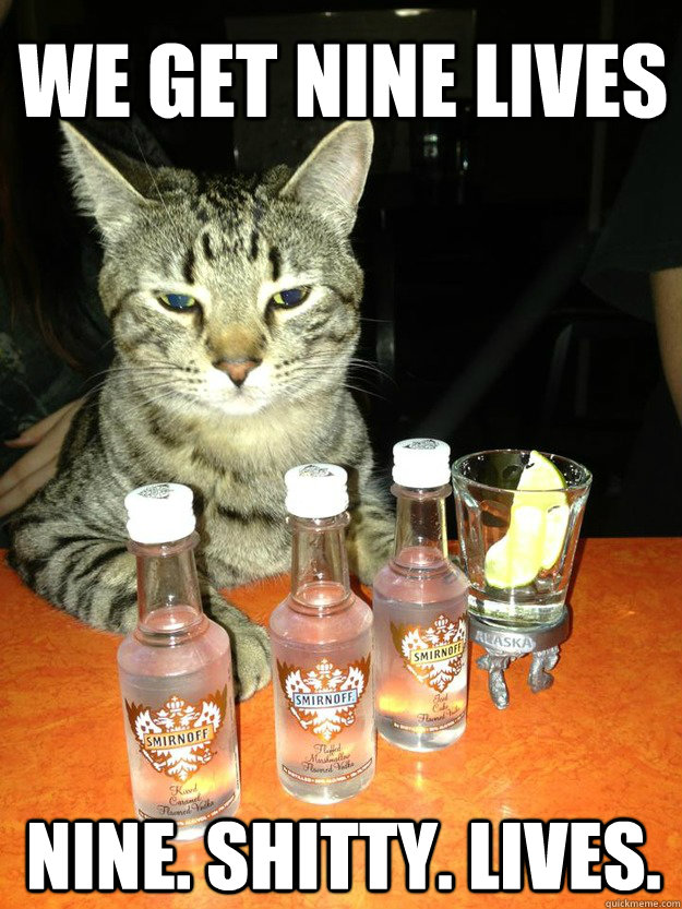 We get nine lives NINE. SHITTY. LIVES.  Alcoholic Cat