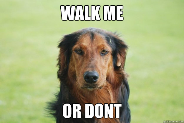 Walk me or dont  Careless Canine