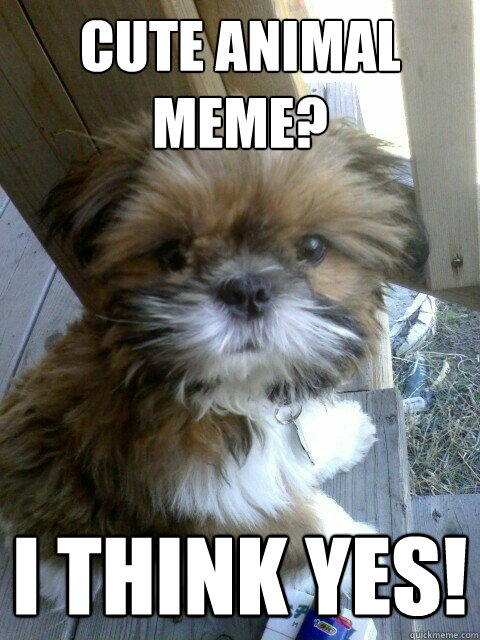 CUTE ANIMAL MEME? I think yes!  