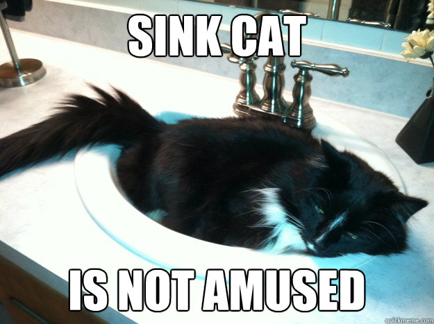 sink cat  is not amused  