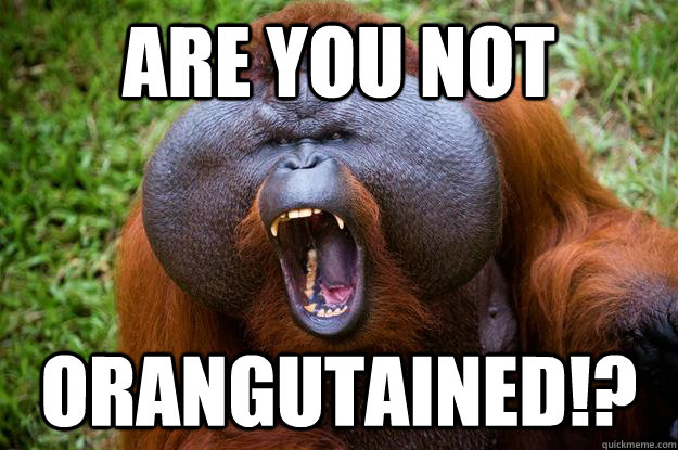 ARE YOU NOT ORANGUTAINED!? - ARE YOU NOT ORANGUTAINED!?  Angry Orangutan