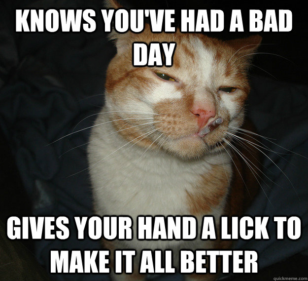 Knows you've had a bad day Gives your hand a lick to make it all better  Good Guy Cat