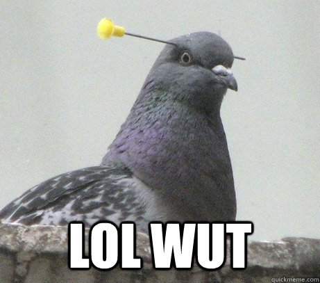  lol Wut -  lol Wut  wut pigeon