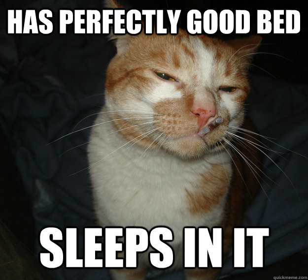 Has perfectly good bed sleeps in it  Cool Cat Craig