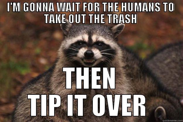 I'M GONNA WAIT FOR THE HUMANS TO TAKE OUT THE TRASH THEN TIP IT OVER  Evil Plotting Raccoon