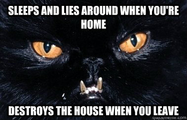 sleeps and lies around when you're home destroys the house when you leave - sleeps and lies around when you're home destroys the house when you leave  Evil Cat