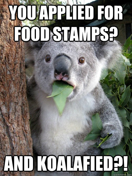 you applied for food stamps? and koalafied?!  Amazed Koala