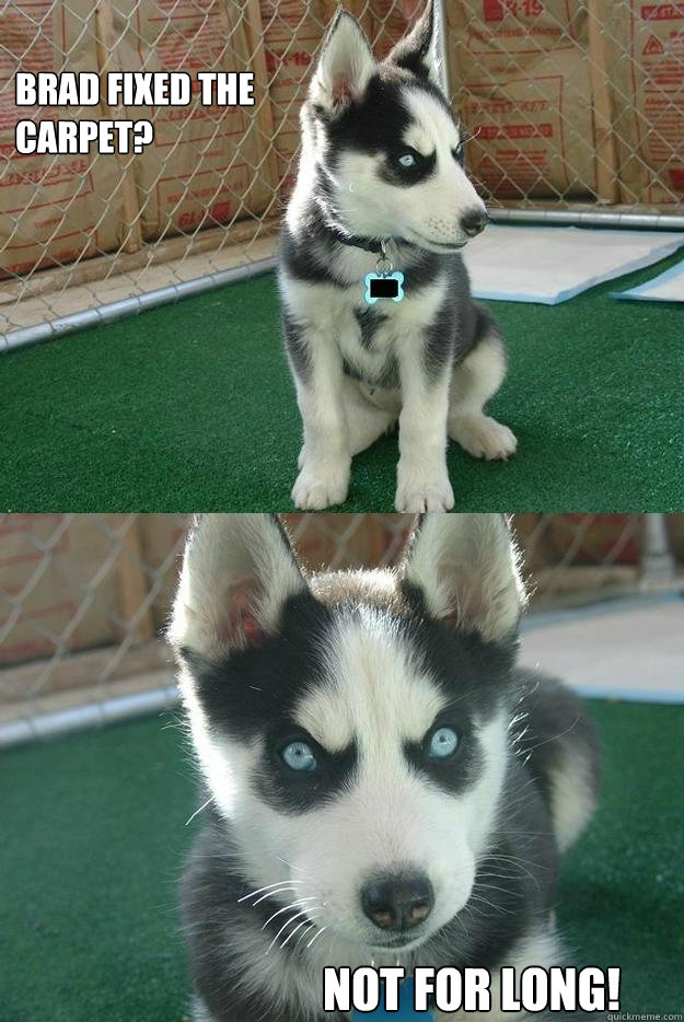 Brad fixed the carpet? Not for long!  Insanity puppy