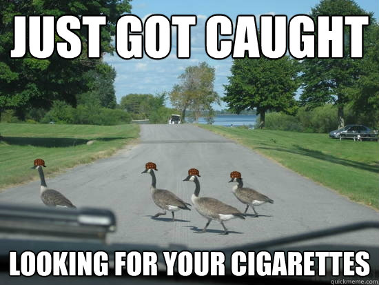 Just got caught looking for your cigarettes  Scumbag Geese