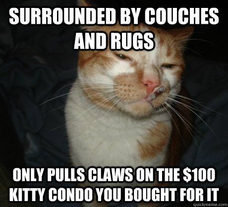 Surrounded by couches and rugs Only pulls claws on the $100 kitty condo you bought for it - Surrounded by couches and rugs Only pulls claws on the $100 kitty condo you bought for it  Good Cat Greg