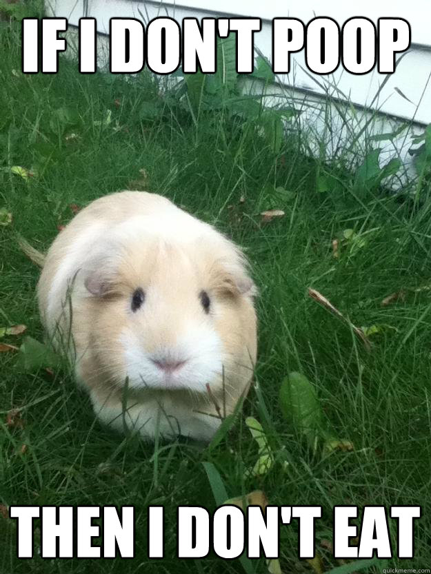 If I don't poop then I don't eat  Sinister Guinea Pig