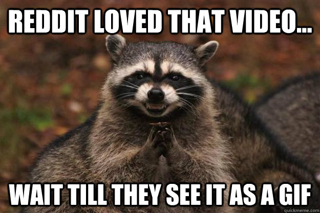 reddit loved that video... wait till they see it as a gif - reddit loved that video... wait till they see it as a gif  Evil Plotting Raccoon
