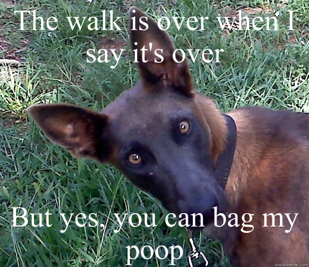 The walk is over when I say it's over But yes, you can bag my poop  Matter of Fact Malinois