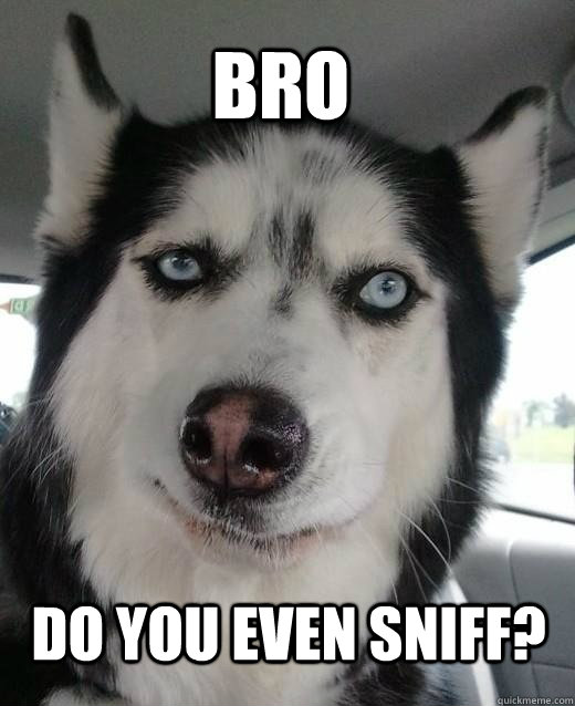 BRO Do you even sniff? - BRO Do you even sniff?  Skeptical Dog Charles