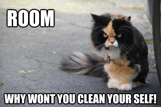 ROOM Why wont you clean your self! - ROOM Why wont you clean your self!  Angry Cat