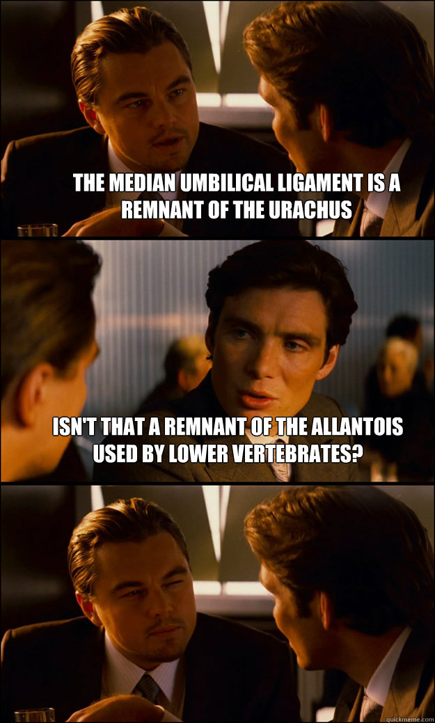 The median umbilical ligament is a remnant of the urachus Isn't that a remnant of the allantois used by lower vertebrates?   Inception