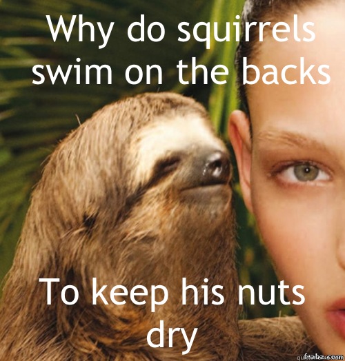 Why do squirrels swim on the backs  To keep his nuts dry  rape sloth
