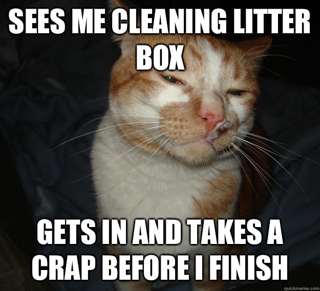 Sees me cleaning litter box gets in and takes a crap before i finish  Good Guy Cat