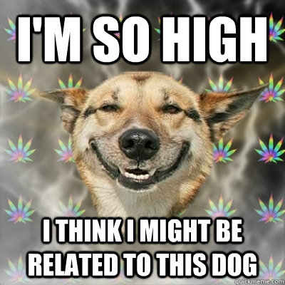 I'm so high I think I might be related to this dog  Stoner Dog