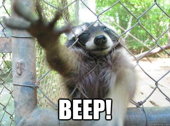  BEEP!  Angry Raccoon