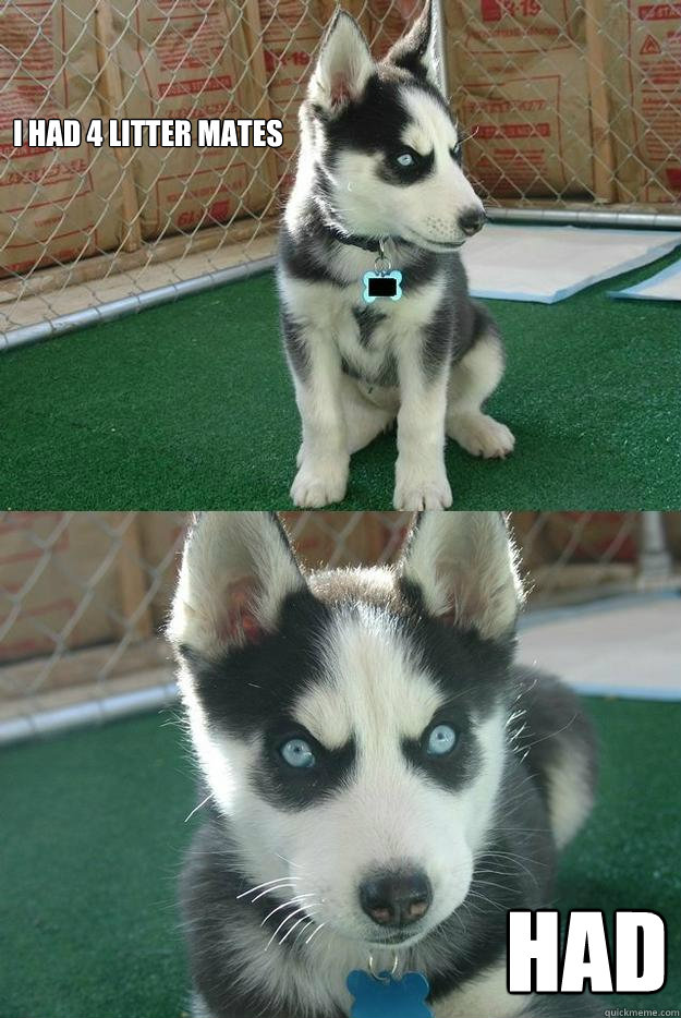 i had 4 litter mates had  Insanity puppy
