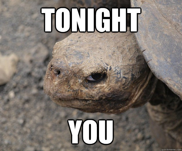 tonight you  Insanity Tortoise