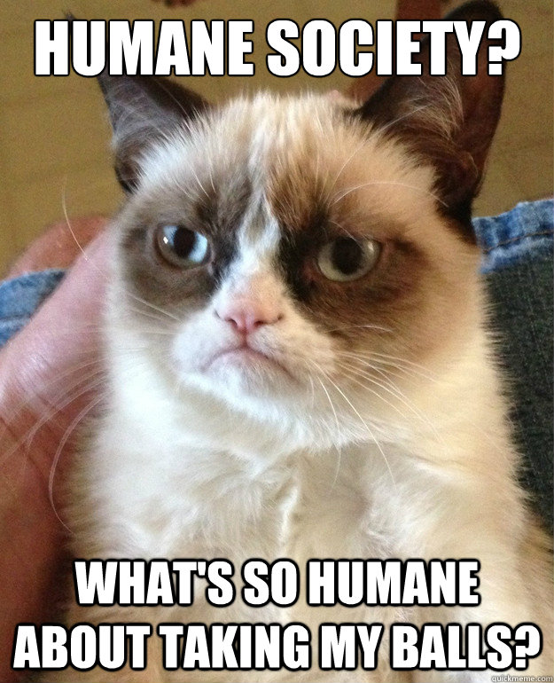 Humane Society? What's so humane about taking my balls?   Grumpy Cat