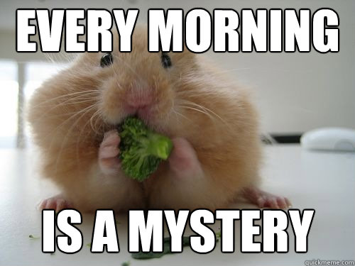 Every morning is a mystery  