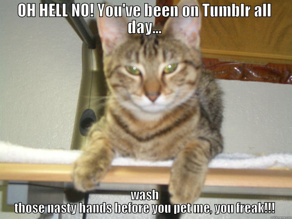 OH HELL NO! YOU'VE BEEN ON TUMBLR ALL DAY... WASH THOSE NASTY HANDS BEFORE YOU PET ME, YOU FREAK!!! Misc