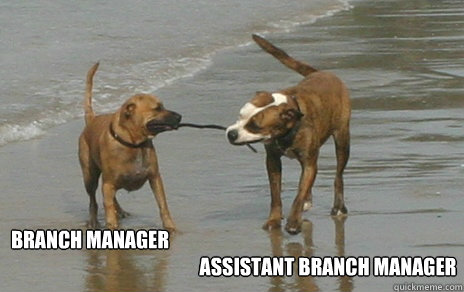 branch manager assistant branch manager - branch manager assistant branch manager  dogs