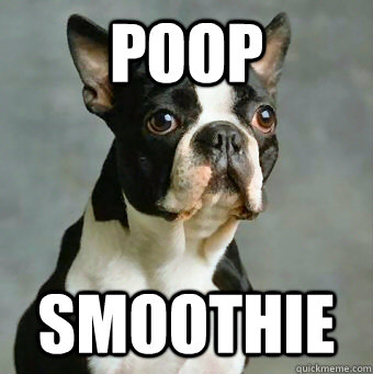 poop smoothie - poop smoothie  Stupid Dog
