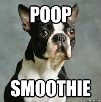 poop smoothie  Stupid Dog