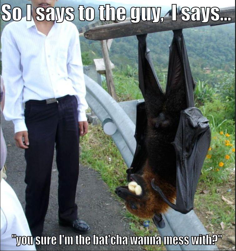 monkey-faced bat  - SO I SAYS TO THE GUY,  I SAYS...  