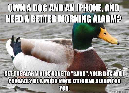 Own a dog and an iPhone, and need a better morning alarm? Set the alarm ring tone to 