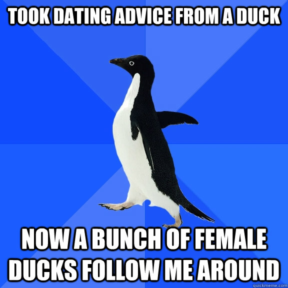 Took dating advice from a duck now a bunch of female ducks follow me around - Took dating advice from a duck now a bunch of female ducks follow me around  Socially Awkward Penguin
