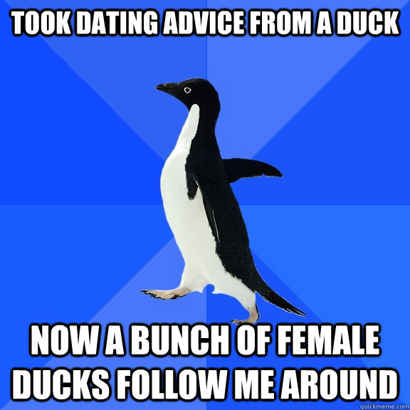 Took dating advice from a duck now a bunch of female ducks follow me around  Socially Awkward Penguin