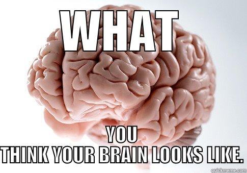 WHAT YOU THINK YOUR BRAIN LOOKS LIKE. Scumbag Brain