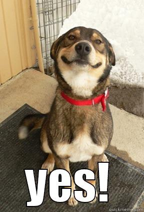  YES! Good Dog Greg