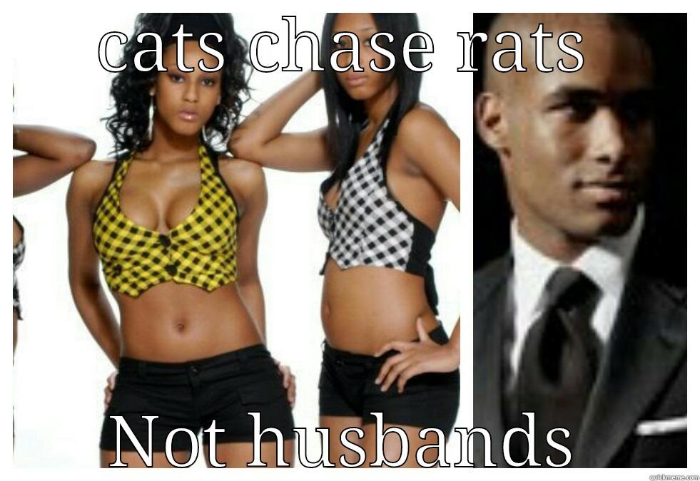CATS CHASE RATS NOT HUSBANDS Misc
