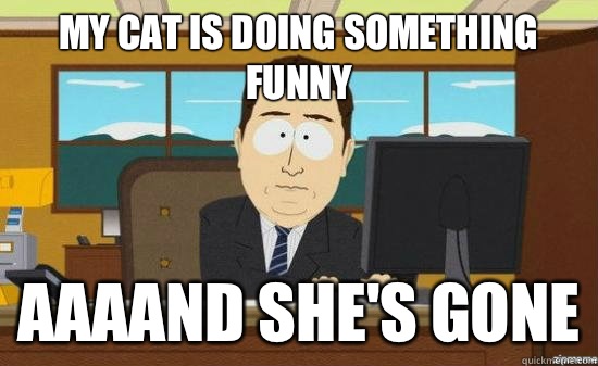My cat is doing something funny AAAAND SHE'S GONE  aaaand its gone