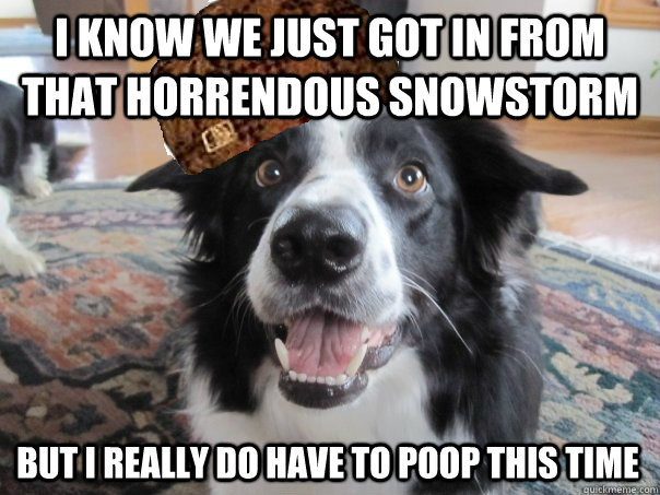 i know we just got in from that horrendous snowstorm but i really do have to poop this time - i know we just got in from that horrendous snowstorm but i really do have to poop this time  Misc
