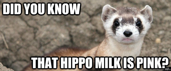 Did you know That hippo milk is pink?  Fun-Fact-Ferret