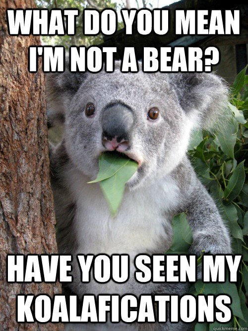 What do you mean I'm not a bear? Have you seen my koalafications - What do you mean I'm not a bear? Have you seen my koalafications  Koala