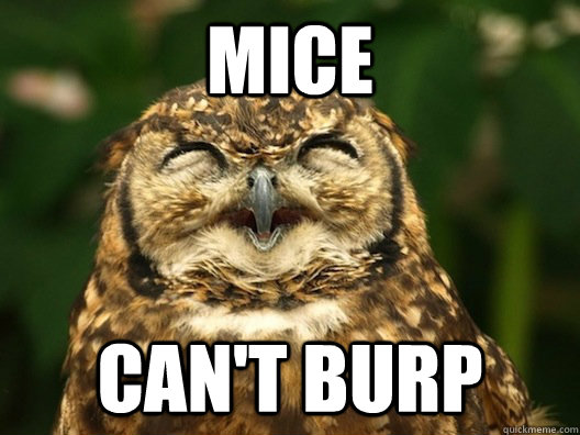 Mice Can't burp - Mice Can't burp  Useless Fact Owl