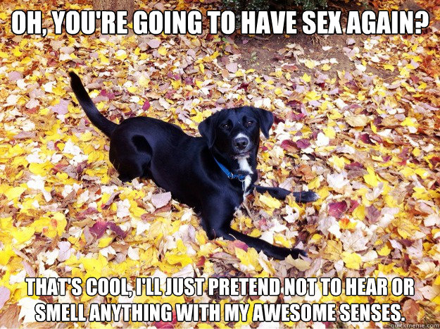 Oh, you're going to have sex again? That's cool, I'll just pretend not to hear or smell anything with my awesome senses.  Guilt Giving Good Dog
